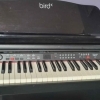Digital Piano Bird