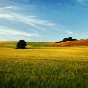 A Summer Day