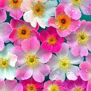 His Favorite Flower