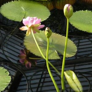 Love's Wondrous Garden