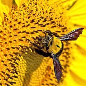 Die Vögel & Die Bienen (Madrigal-Sammlung für gemischte Stimmen)