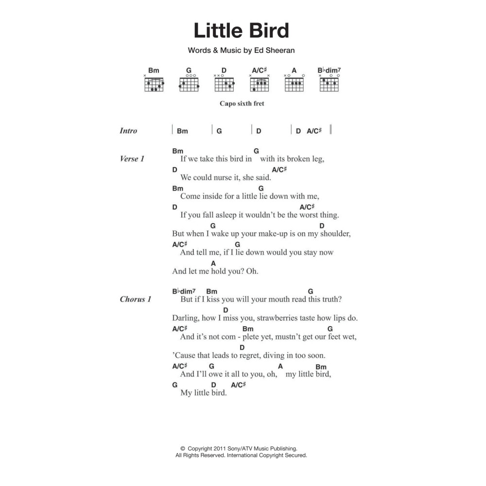 Little Bird